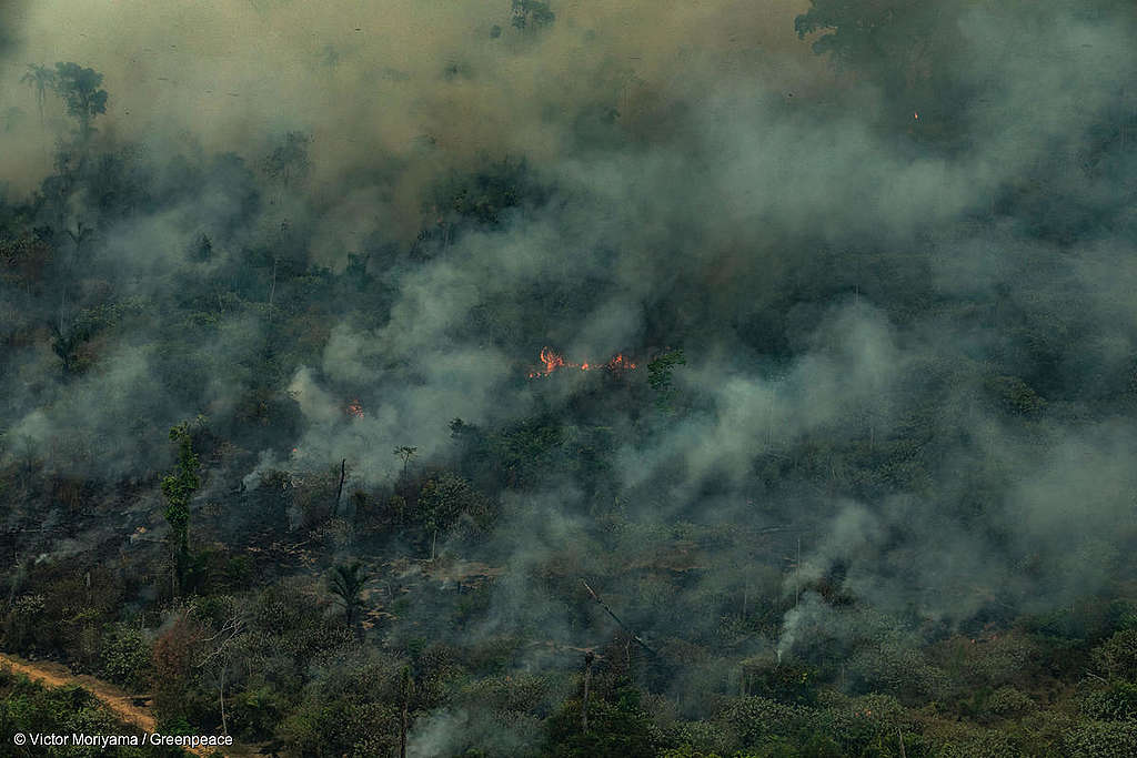 ALTAMIRA, PARÁ, BRASIL: Imagem aérea de queimadas na Serra do Cachimbo, REBIO (Reserva Biológica) em Altamira, Estado do Pará. (Foto: Victor Moriyama/Greenpeace)