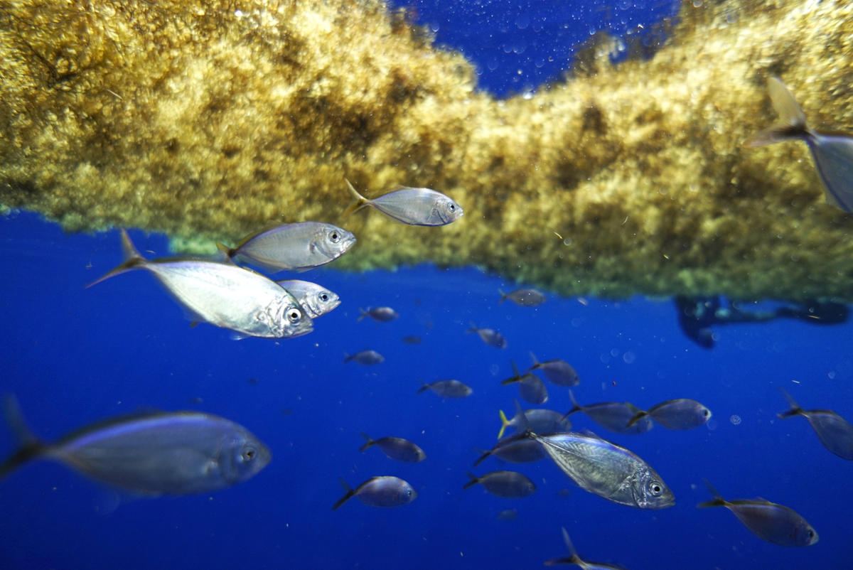 Sargassum off the Coast of Florida. © Peter Cross / Greenpeace