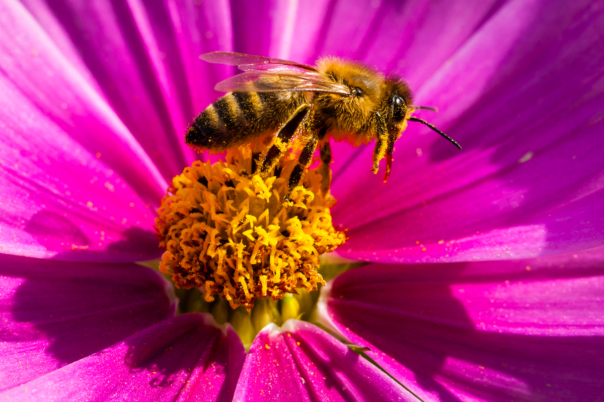 Bees on Blossoms in Germany. © Axel Kirchhof / Greenpeace