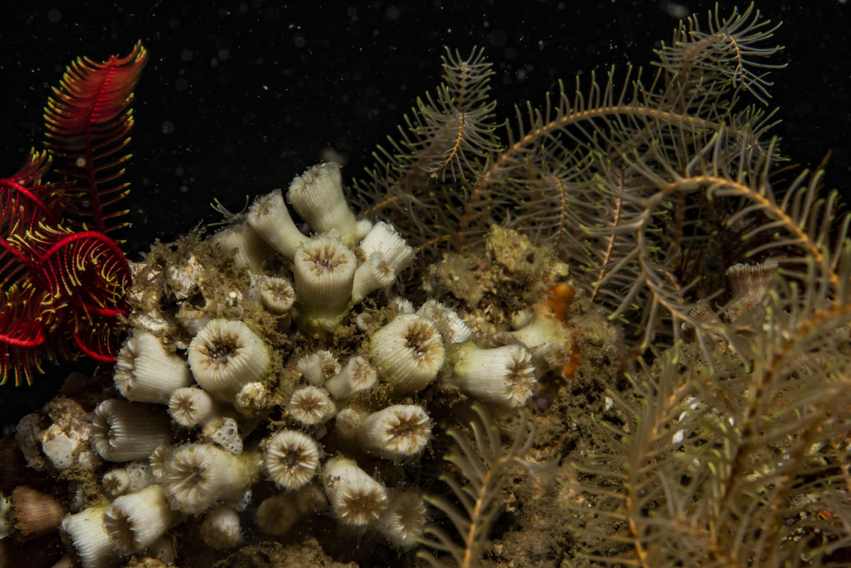 First HD Photo of Corals in the Amazon Reef. © Alexis Rosenfeld