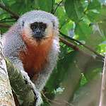 Queimadas ameaçam espécie de macaco endêmica do MT