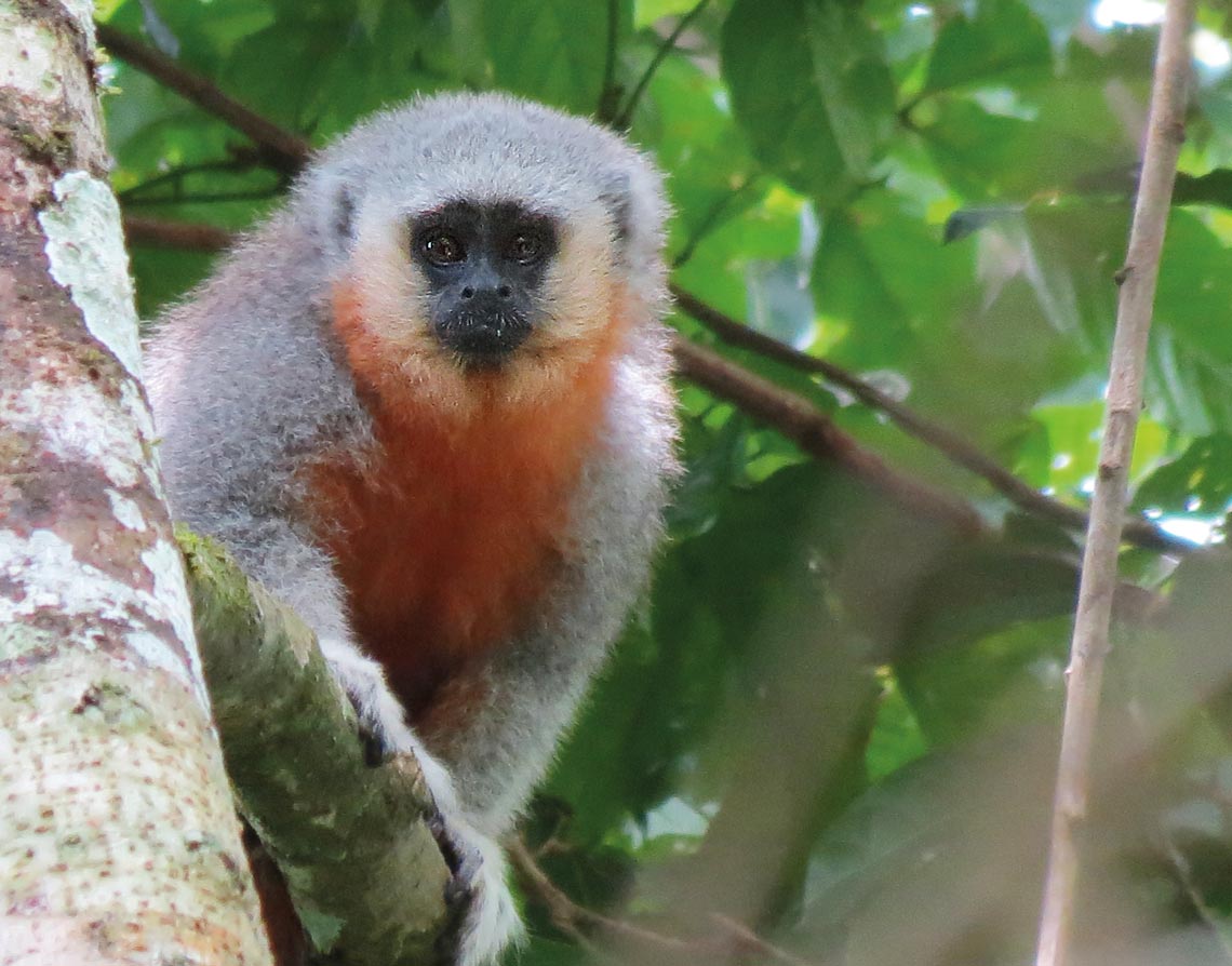 Descrita nova espécie de macaco que só existe na Amazônia