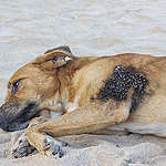 cachorro deitado na areia com mancha de petróleo no corpo
