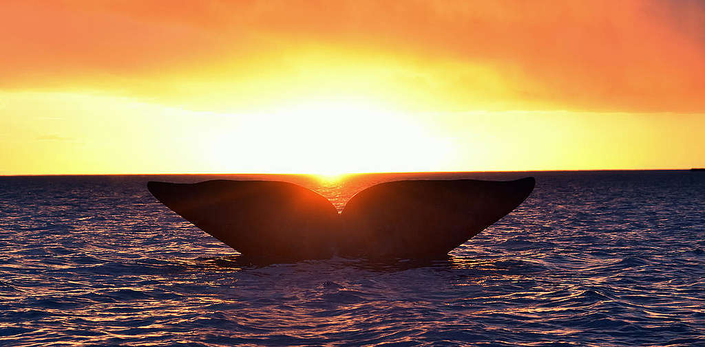 Southern Right Whale in Argentina. © Santiago Salimbeni / Greenpeace Baleia-franca nadando na costa da Argentina © Santiago Salimbeni / Greenpeace