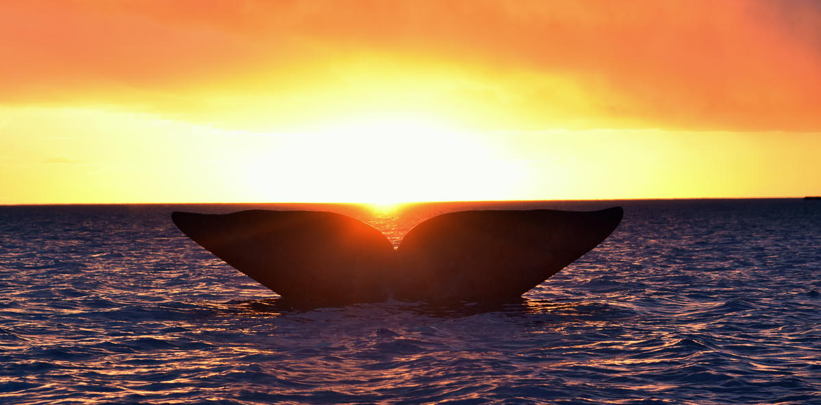 Southern Right Whale in Argentina. © Santiago Salimbeni / Greenpeace