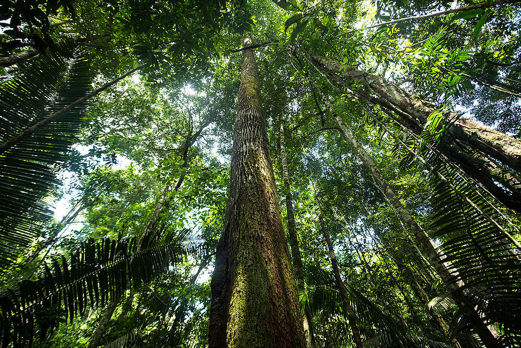 Floresta próxima ao Rio Tapajós. © Valdemir Cunha / Greenpeace