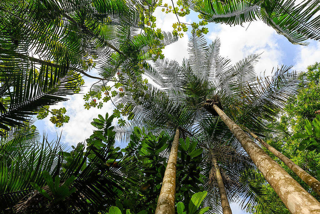 Bailique Community Harvesting Acai in Rainforest in Amapá. © Diego Baravelli / Greenpeace Bailique Community Harvesting Acai in Rainforest in Amapá. © Diego Baravelli / Greenpeace