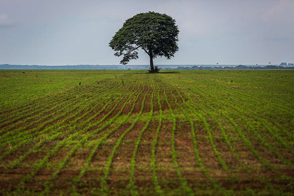 Uma árvore solitária interrompe o infinito padrão de linhas formado pelos brotos de soja, em Nova Mutum, no Mato Grosso. Ali não há mais lugar para a floresta.