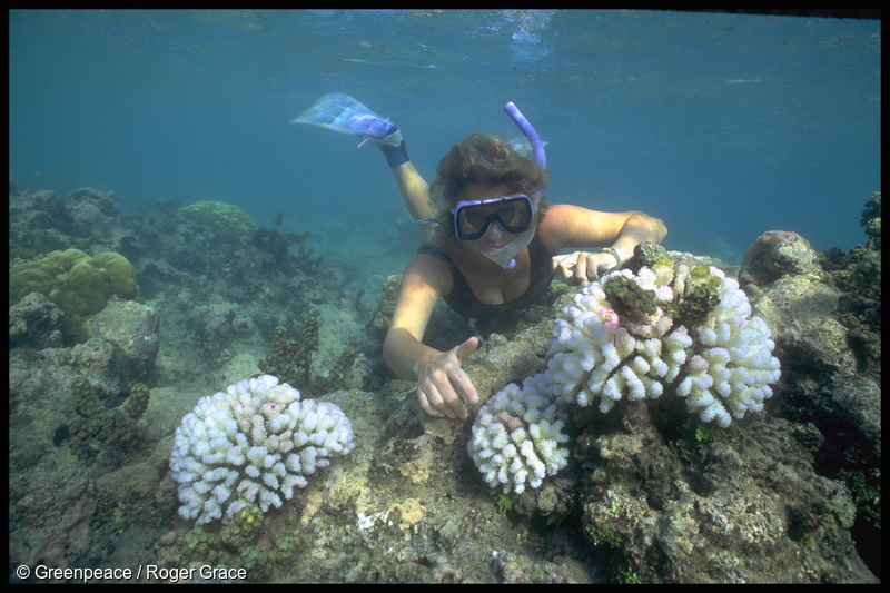 Sue Thompson e 3 colônias do coral Pocillopora,  em Moorea, Polinésia Francesa.