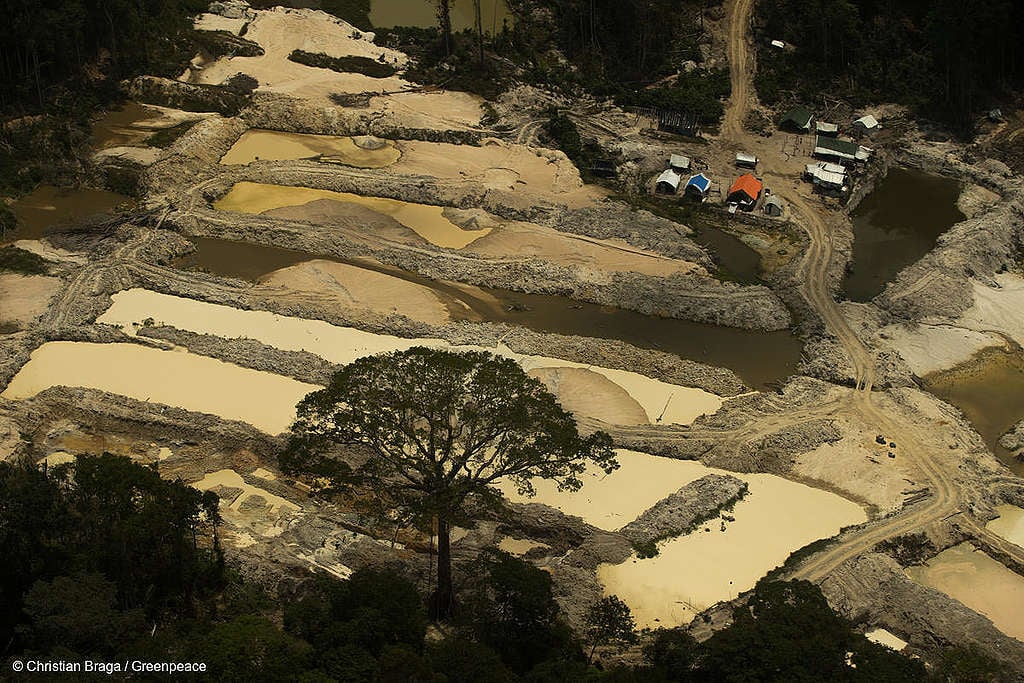 Fotos mostram floresta destruída pelo garimpo, com lama por toda a parte, máquinas trabalhando, rio poluído e árvores destruídas. Fotos mostram floresta destruída pelo garimpo, com lama por toda a parte, máquinas trabalhando, rio poluído e árvores destruídas.