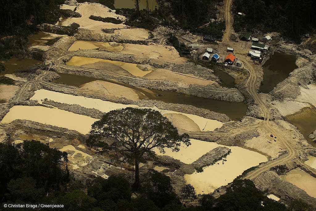 Fotos mostram floresta destruída pelo garimpo, com lama por toda a parte, máquinas trabalhando, rio poluído e árvores destruídas.