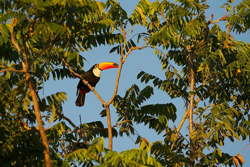 Tucano - Dia Internacional da Vida Selvagem