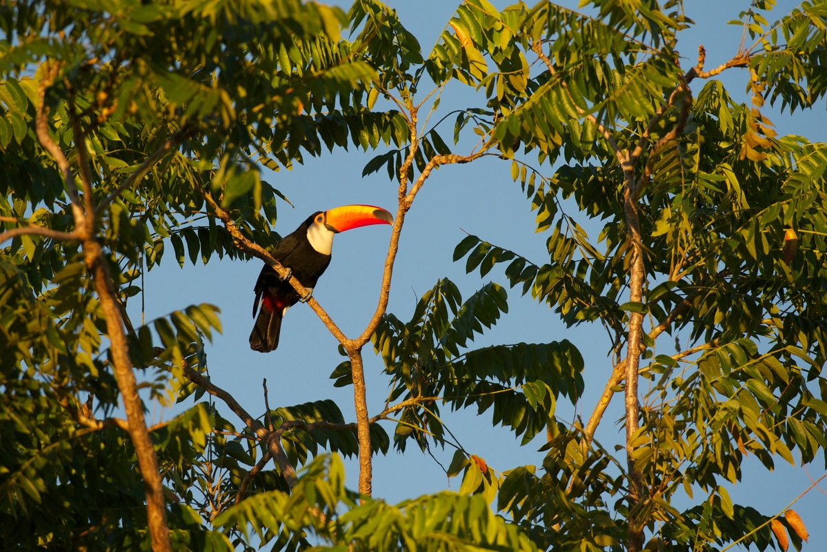 Tucano - Dia Internacional da Vida Selvagem