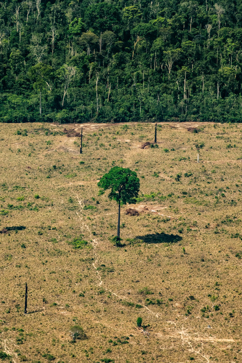 desmatamento na Amazônia