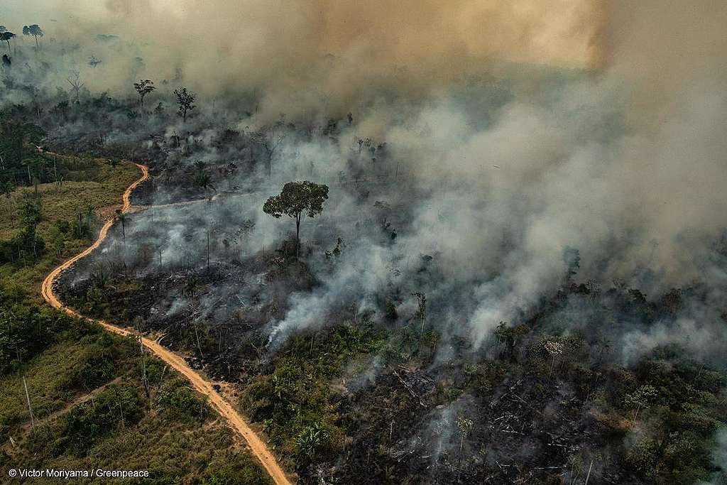 Imagem mostra floresta destruindo e queimando, em Altamira, no Pará.