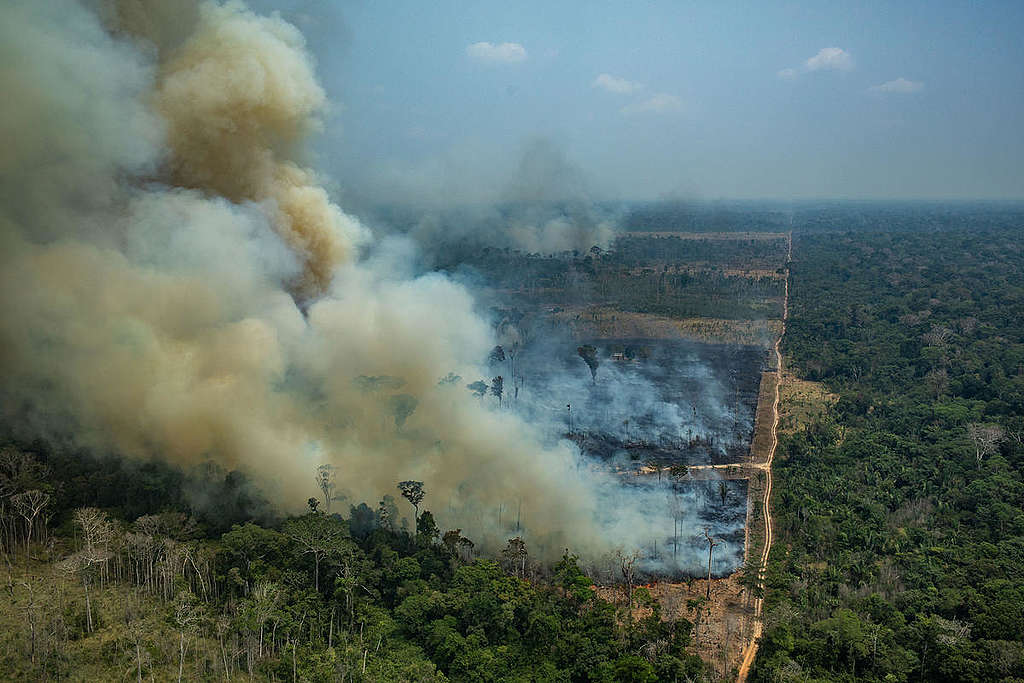 floresta com fogo criminoso