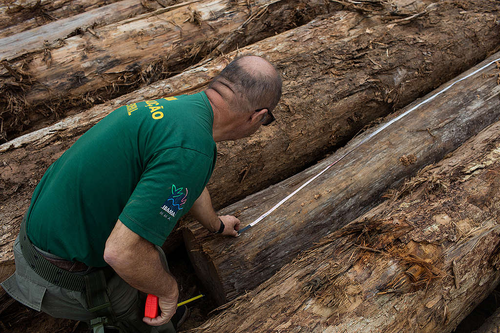 fiscal inspeciona madeira