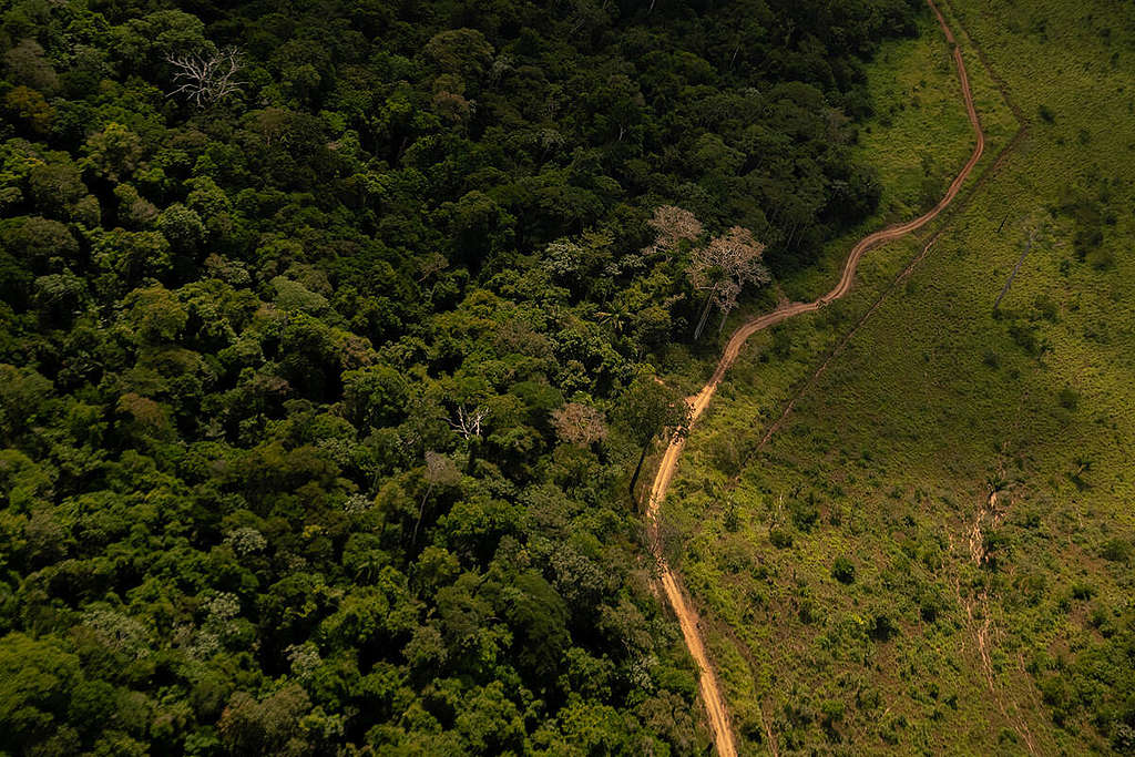 Monitoramento de Desmatamento e Queimadas na Amazônia em Julho de 2020 - Caso “Maranhense”. © Christian Braga / Greenpeace