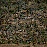 Um Ano Após o “Dia do Fogo” na Amazônia © Christian Braga / Greenpeace