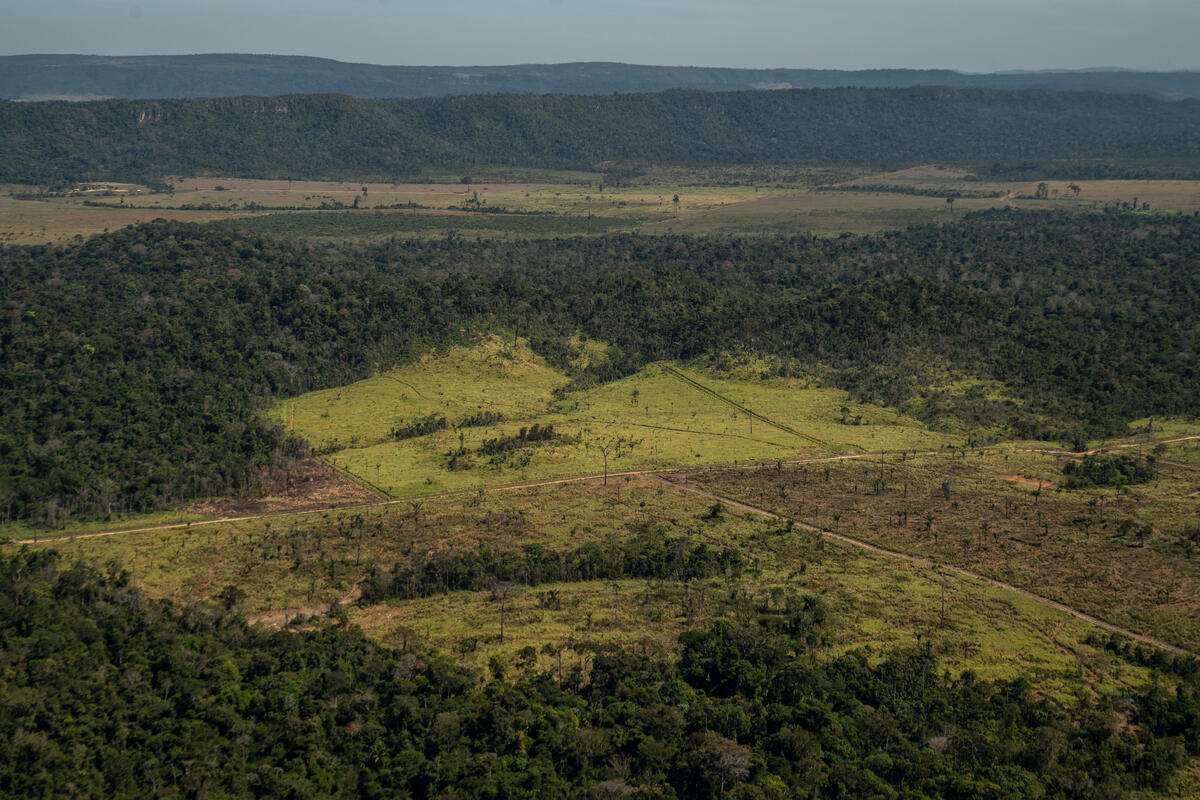 Um Ano Após o “Dia do Fogo” na Amazônia. © Christian Braga / Greenpeace
