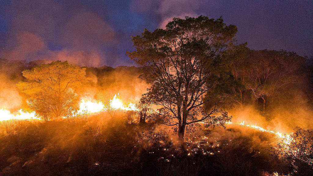 Brasil Em Chamas Do Pantanal A Amazonia A Destruicao Nao Respeita Fronteiras Greenpeace Brasil