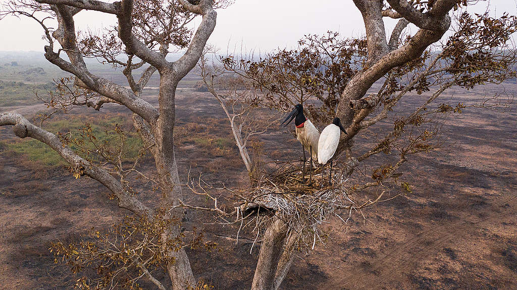 Brasil em Chamas: do Pantanal à Amazônia, a destruição não respeita  fronteiras - Greenpeace Brasil