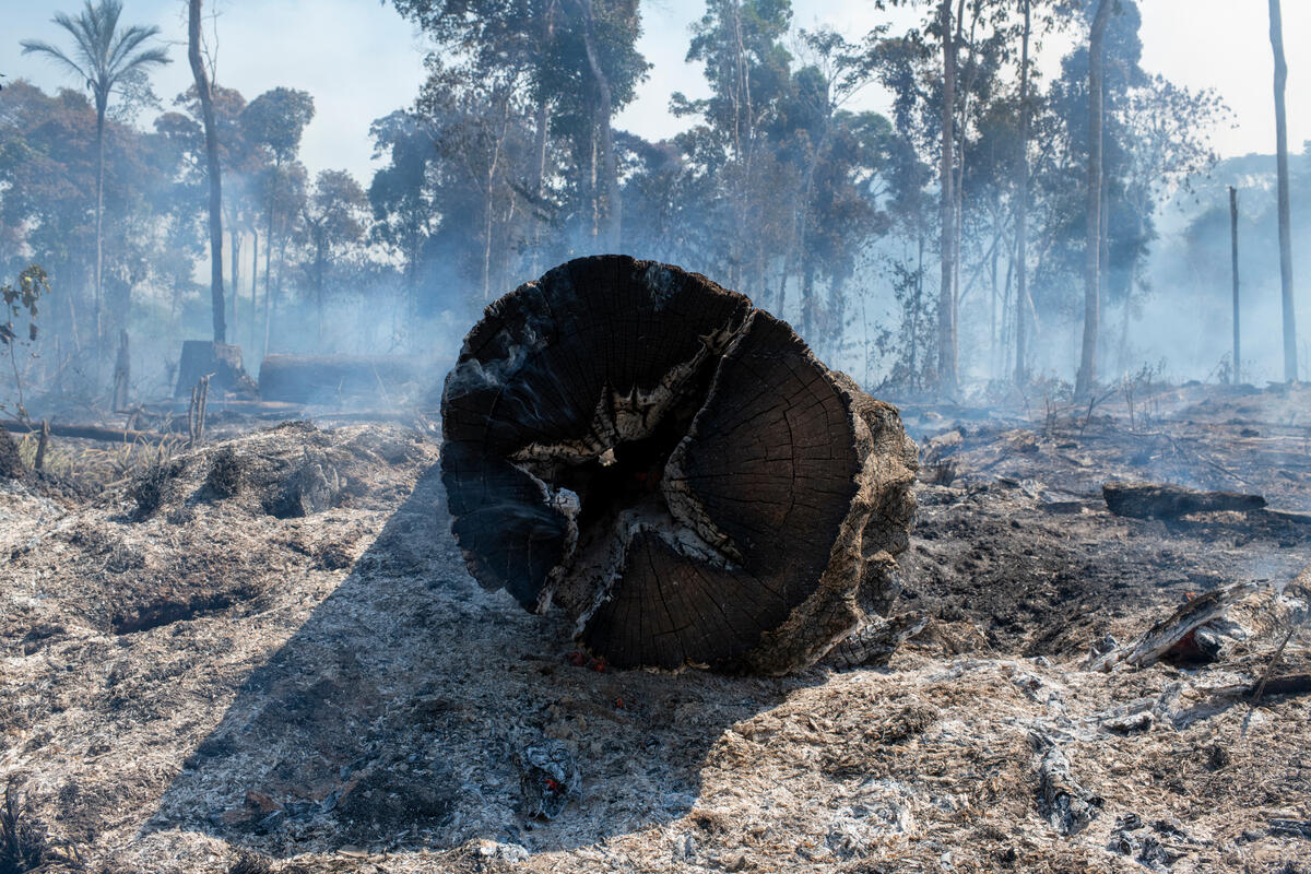 Brasil em Chamas: do Pantanal à Amazônia, a destruição não respeita  fronteiras - Greenpeace Brasil
