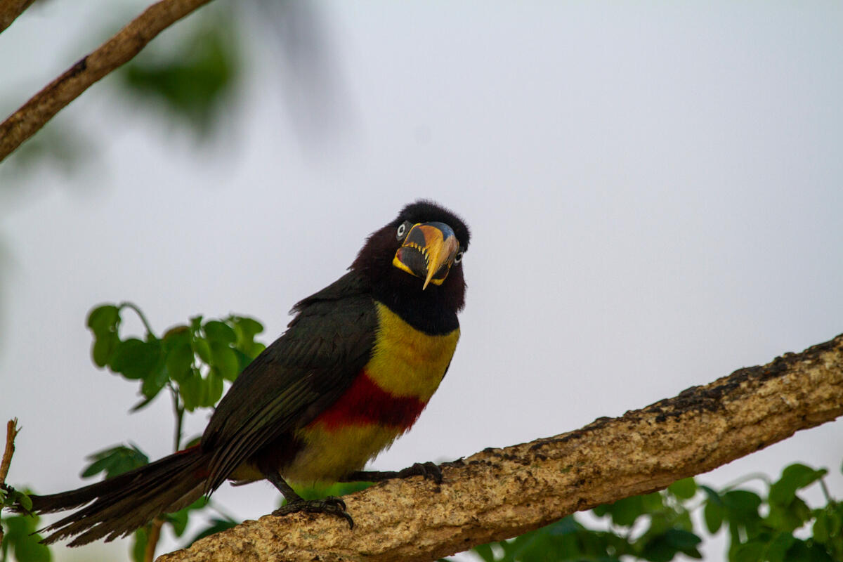 Araçari-castanho (Pteroglossus castanotis). © Leandro Cagiano / Greenpeace