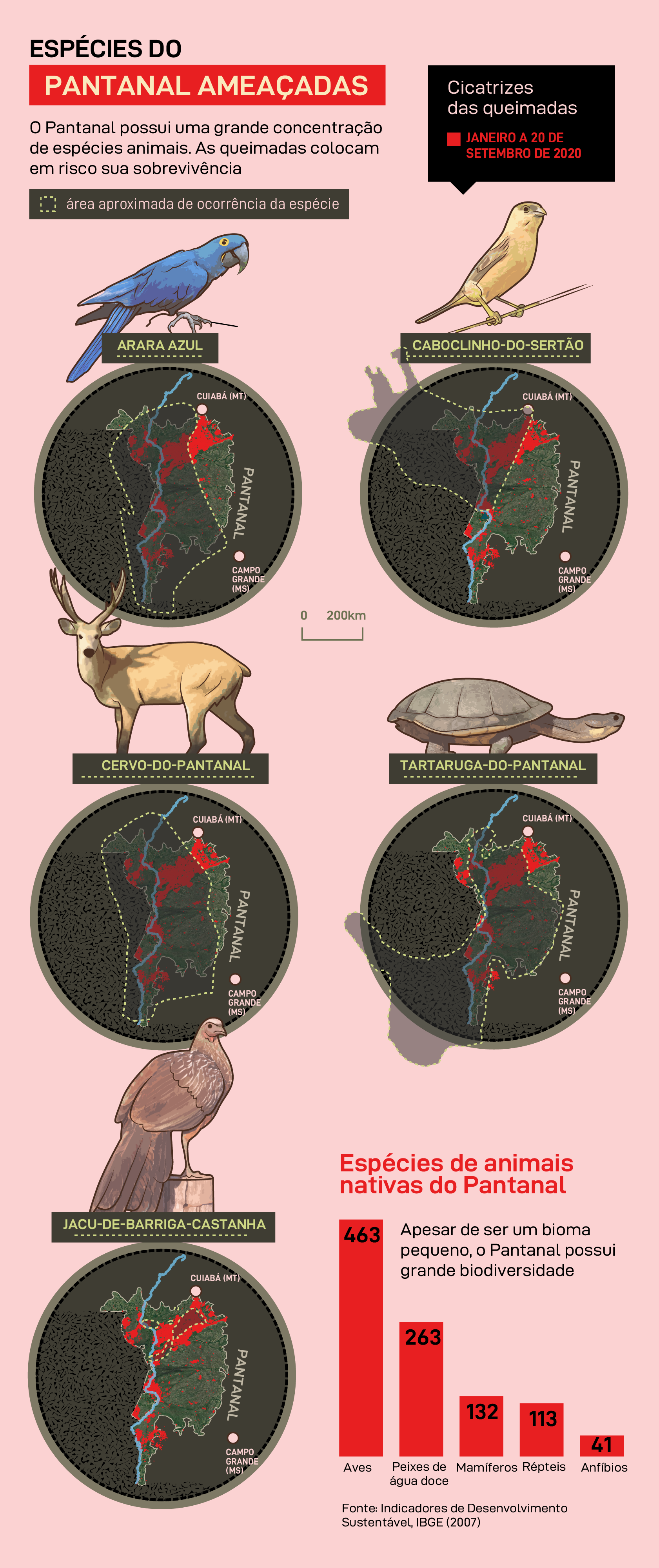 Espécies do Pantanal ameaçadas