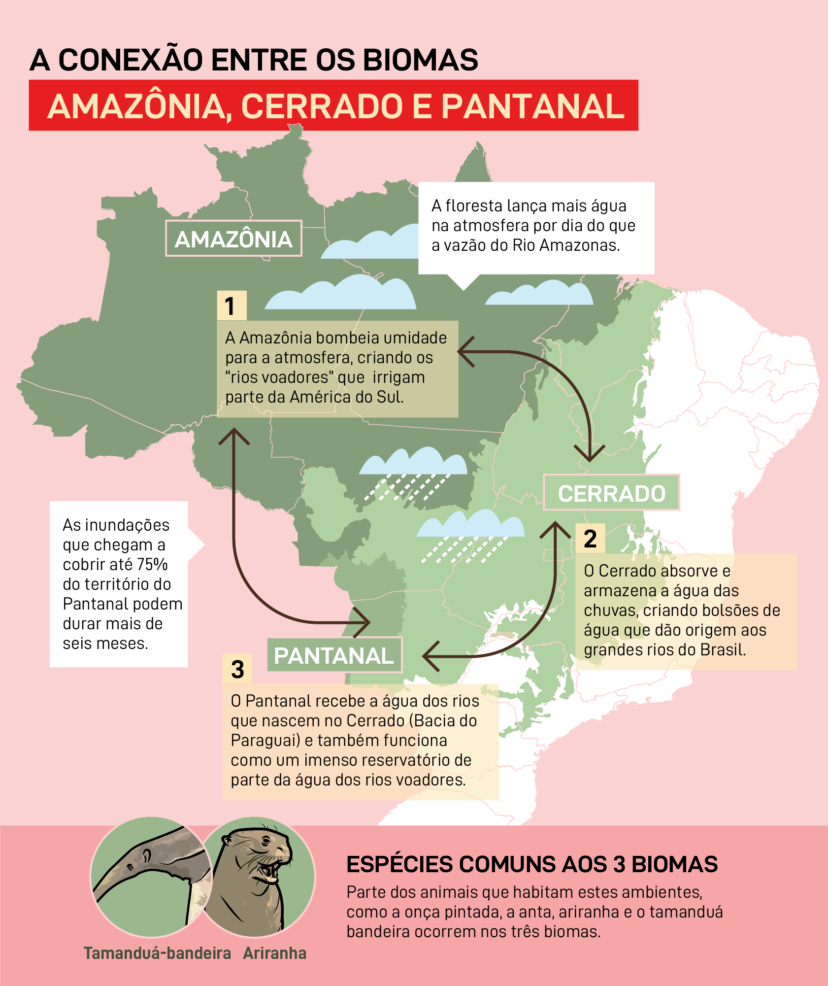A conexão entre biomas Amazônia, Cerrado e Pantanal