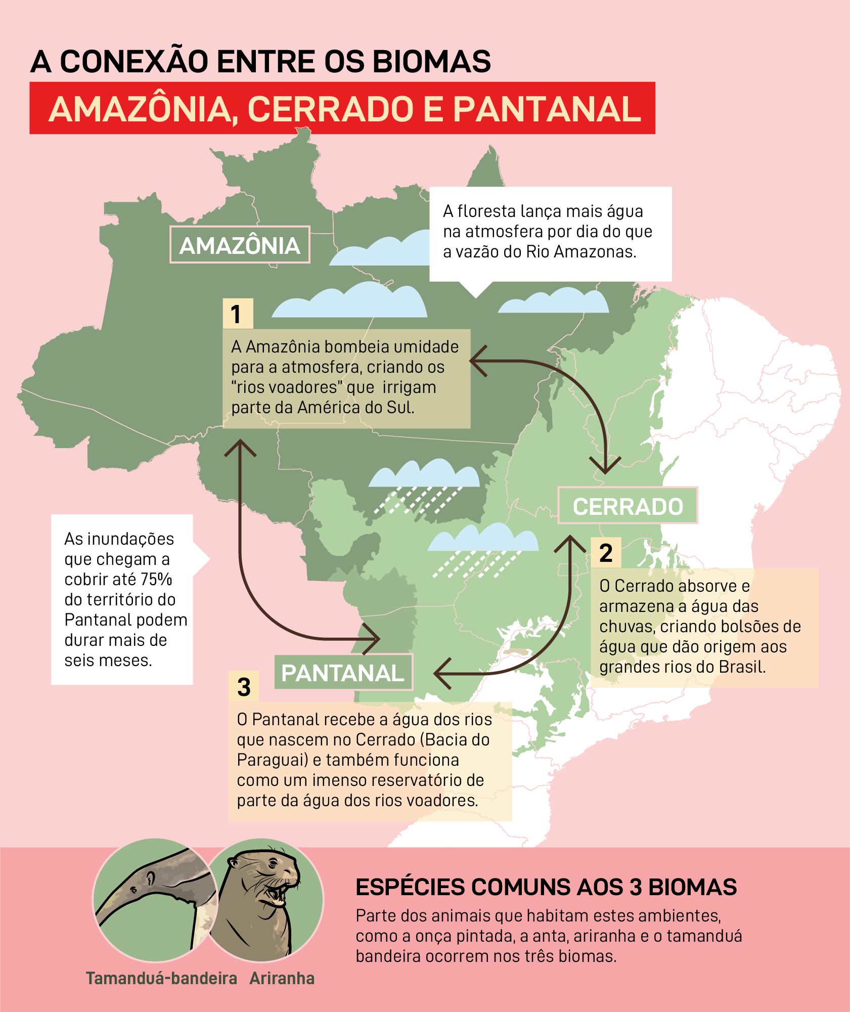 A conexão entre biomas Amazônia, Cerrado e Pantanal A conexão entre biomas Amazônia, Cerrado e Pantanal