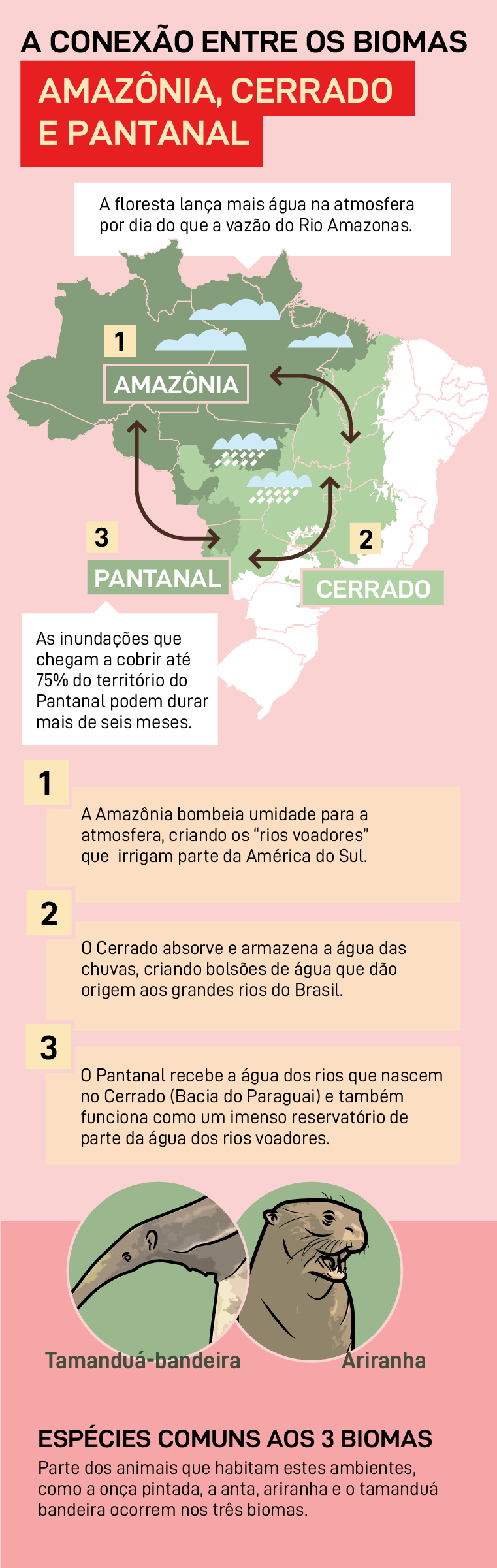 A conexão entre biomas Amazônia, Cerrado e Pantanal A conexão entre biomas Amazônia, Cerrado e Pantanal