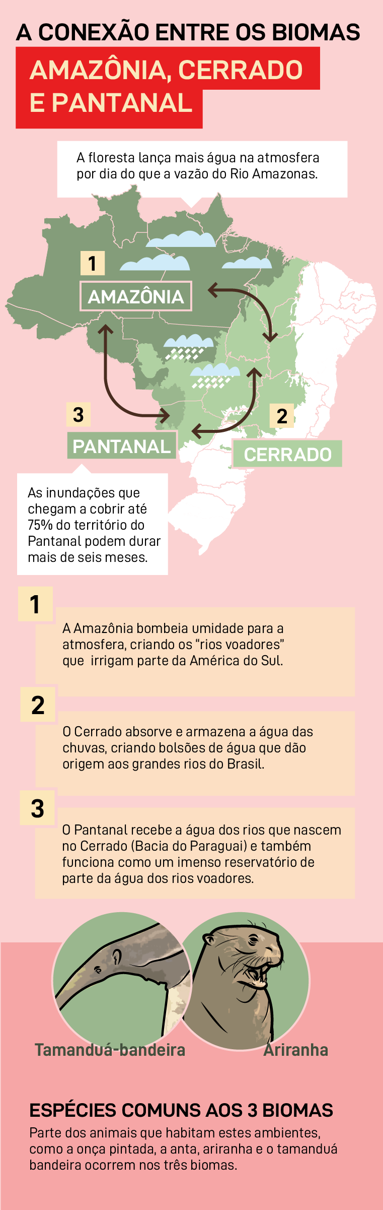 A conexão entre biomas Amazônia, Cerrado e Pantanal