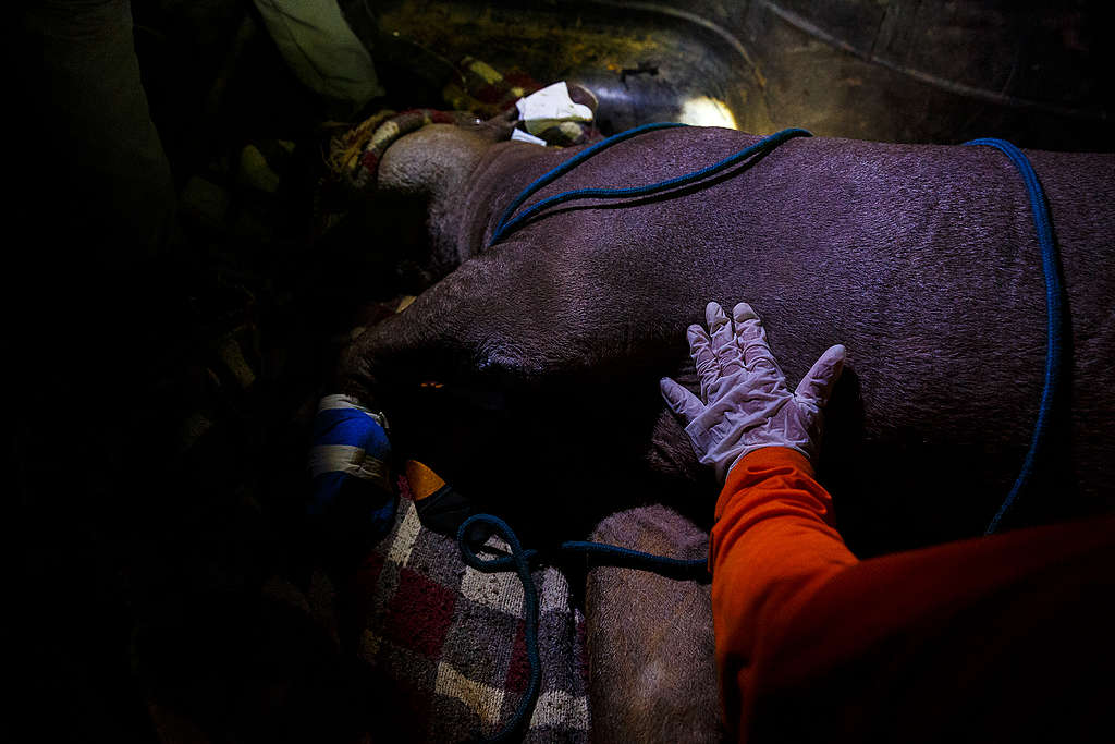 Anta recebe atendimento de veterinários voluntários, Mato Grosso, setembro de 2020 © Diego Baravelli / Greenpeace Anta recebe atendimento de veterinários voluntários, Mato Grosso, setembro de 2020 © Diego Baravelli / Greenpeace