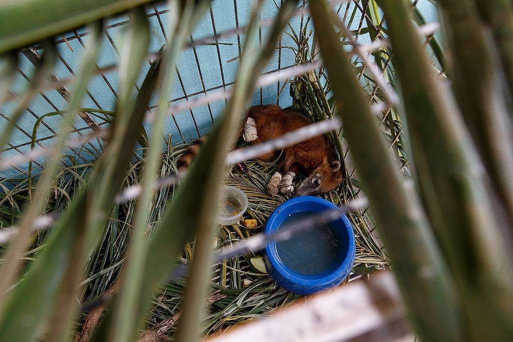 Quati resgatado com as patas queimadas recebe tratamento no Posto de Atendimento Emergencial a Animais Silvestres do Pantanal (PAEAS Pantanal) Quati resgatado com as patas queimadas recebe tratamento no Posto de Atendimento Emergencial a Animais Silvestres do Pantanal (PAEAS Pantanal) © Diego Baravelli / Greenpeace