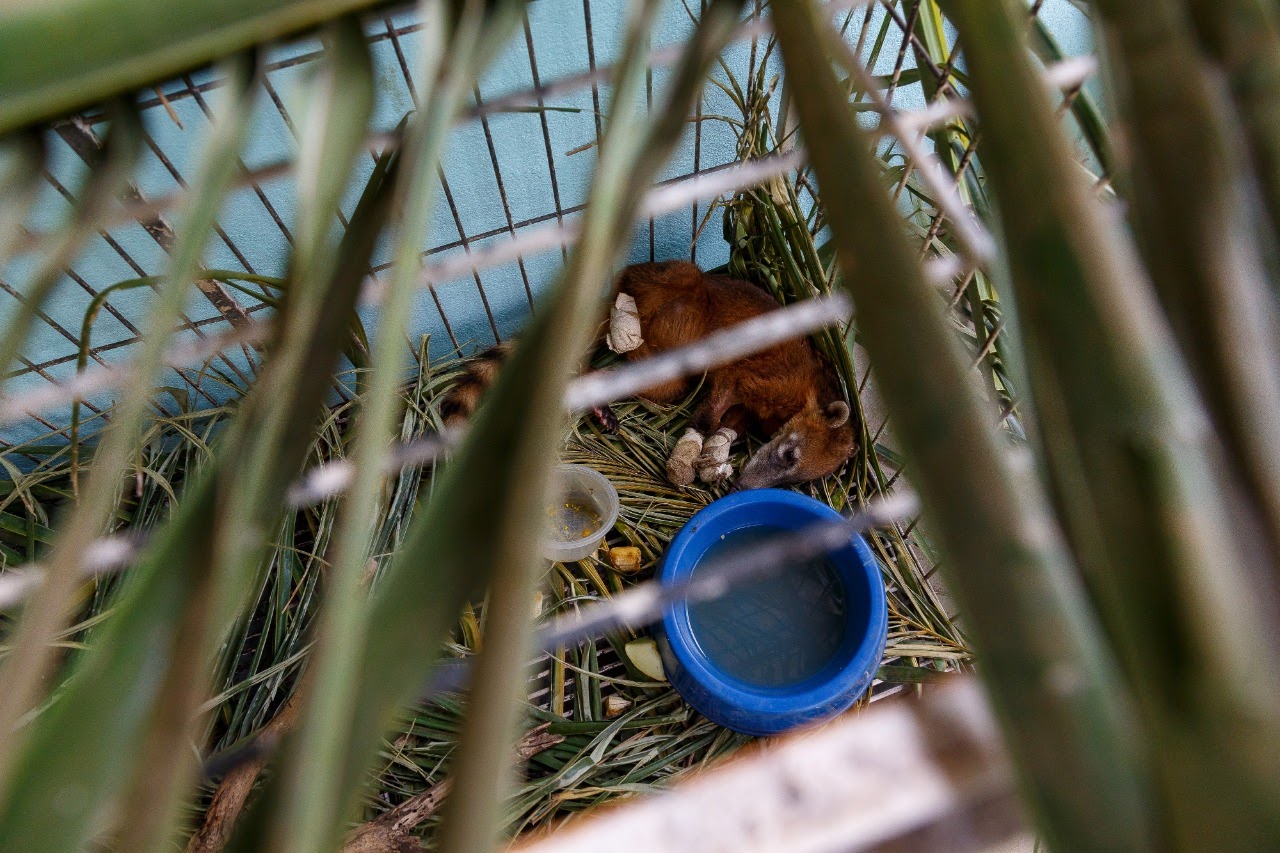 Quati resgatado com as patas queimadas recebe tratamento no Posto de Atendimento Emergencial a Animais Silvestres do Pantanal (PAEAS Pantanal)
