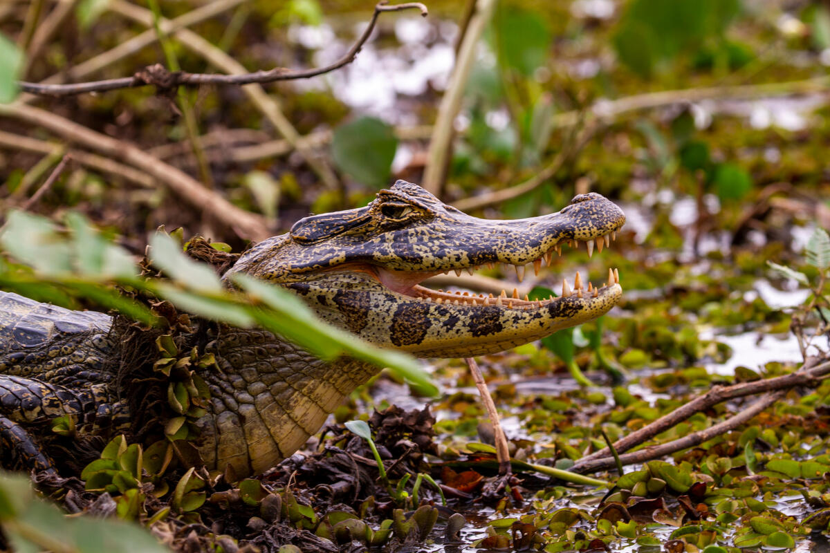 Jacaré do Pantanal (Caimam crocodilus yacare) - Pantanal/MT. © Leandro Cagiano / Greenpeace