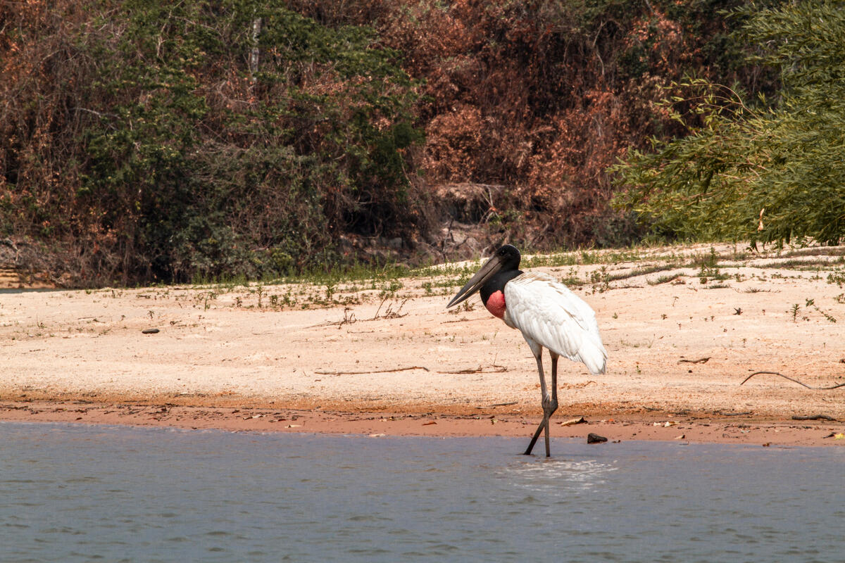 Tuiuiú (Jabiru mycteria). © Leandro Cagiano / Greenpeace