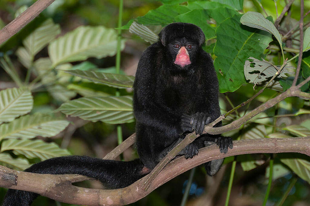 Cuxiú-de-nariz-branco na Amazônia. © Valdir Hobus