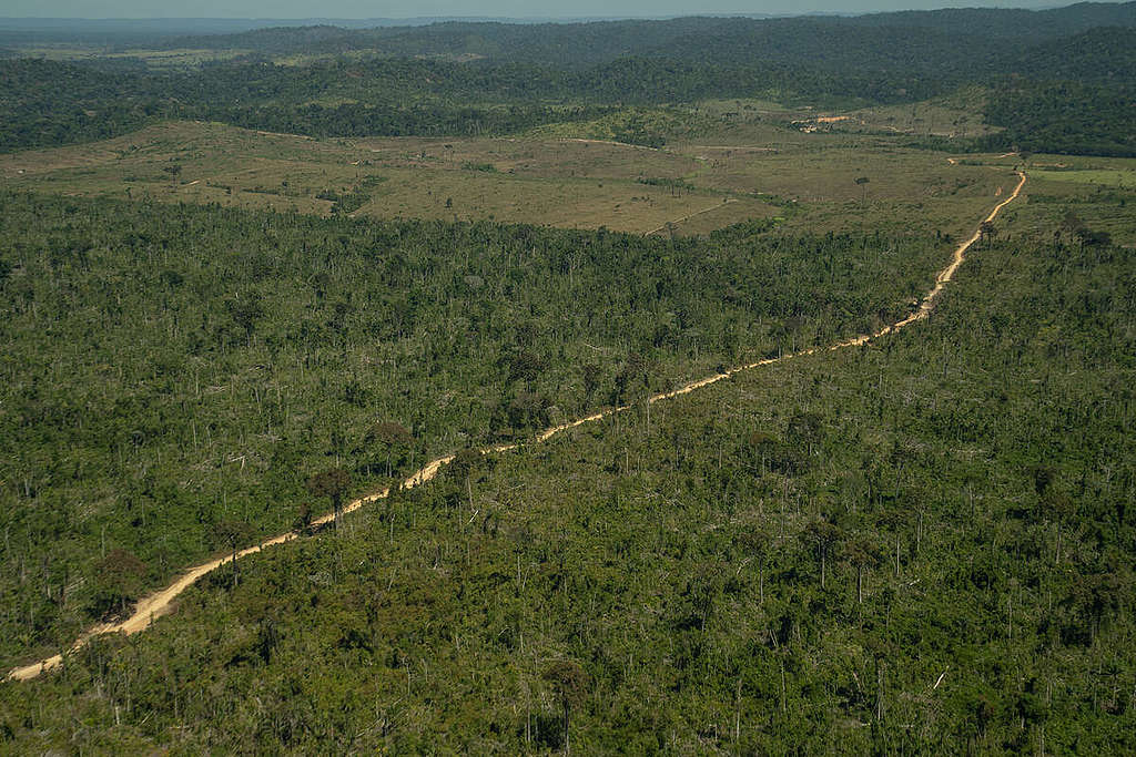 Estudo mostra que as é o estado com maior área de terras públicas  'sem destinação' na Amazônia Legal, as