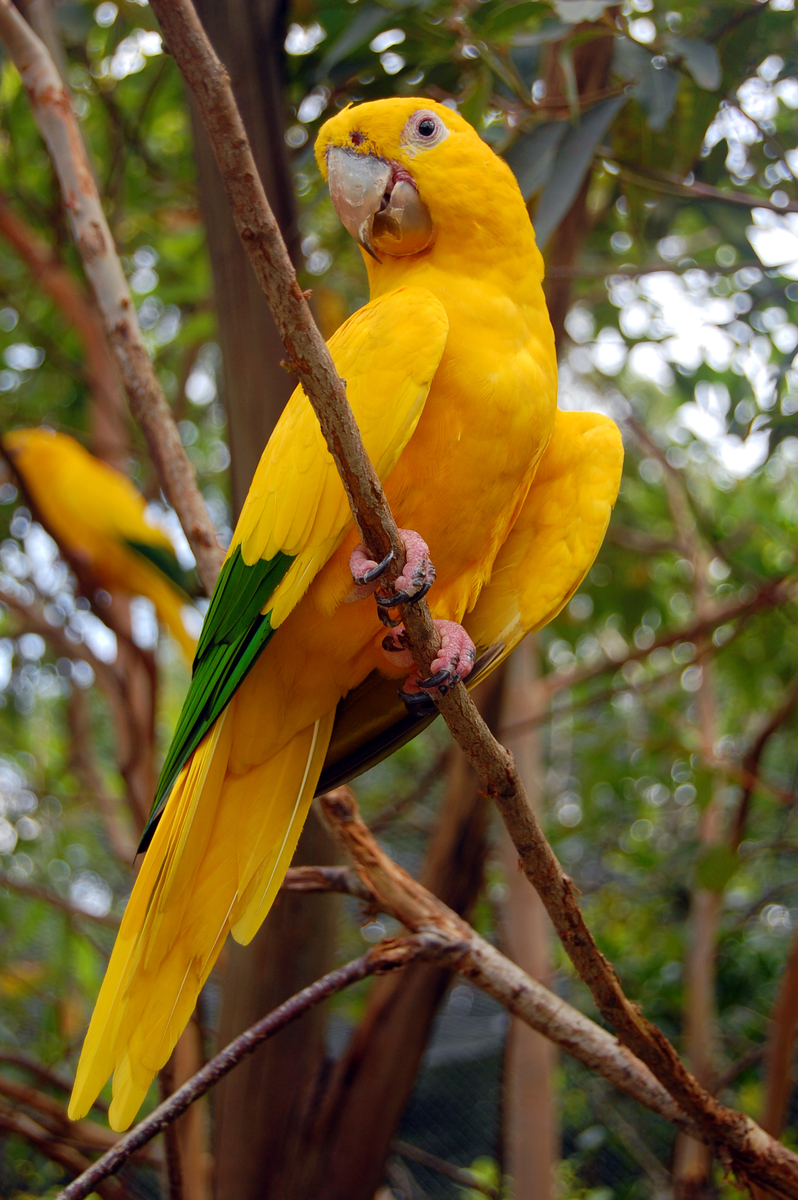 Ararajuba (Guaruba Guarouba) © Ironman br/CC BY-SA 3.0