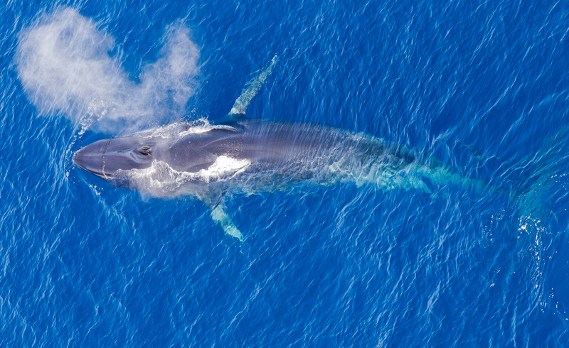 Baleia azul pigmeu (Balaenoptera musculus brevicauda) na superfície das águas 250 milhas a oeste de Maputo, Moçambique.