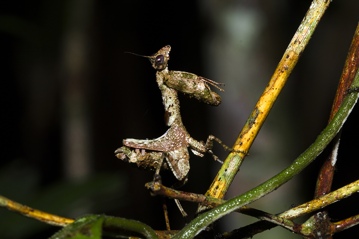 Biodiversidade: saiba como é ser pesquisador na Amazônia - Greenpeace