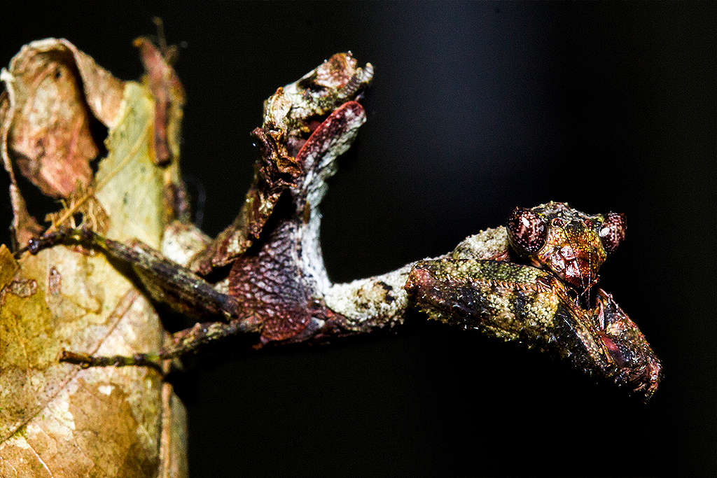 A 'espetacular' nova espécie de aranha descoberta na Austrália