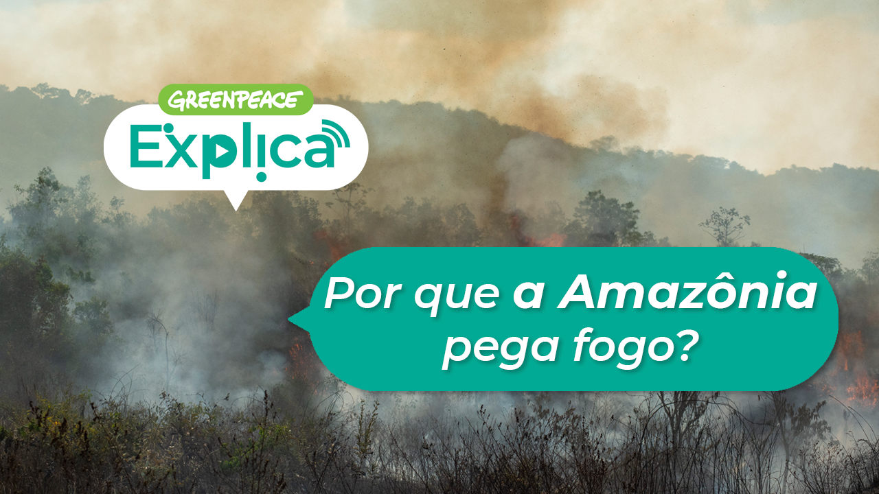 Greenpeace Brasil - Não pode ver um Quiz que já quer responder? 💙 Teste o  quanto você sabe sobre o Greenpeace e o meio ambiente e desafie seus amigos  também