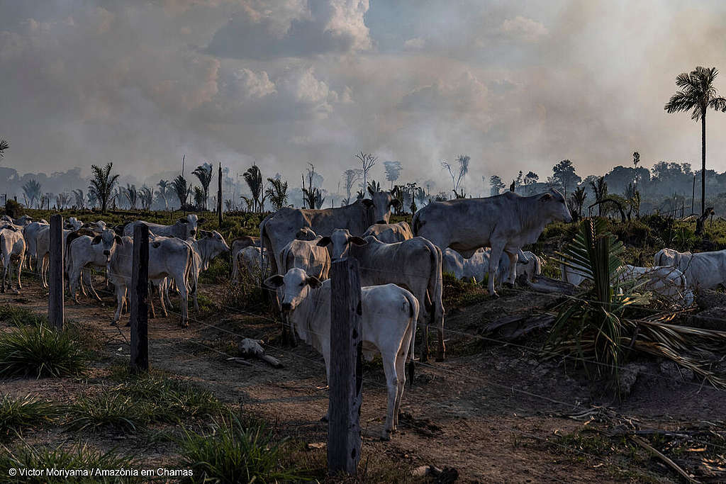 Gado em pastagem, ao lado de área desmatada e recém queimada, em Candeias do Jamari, Rondônia. | Créditos:  Victor Moriyama 