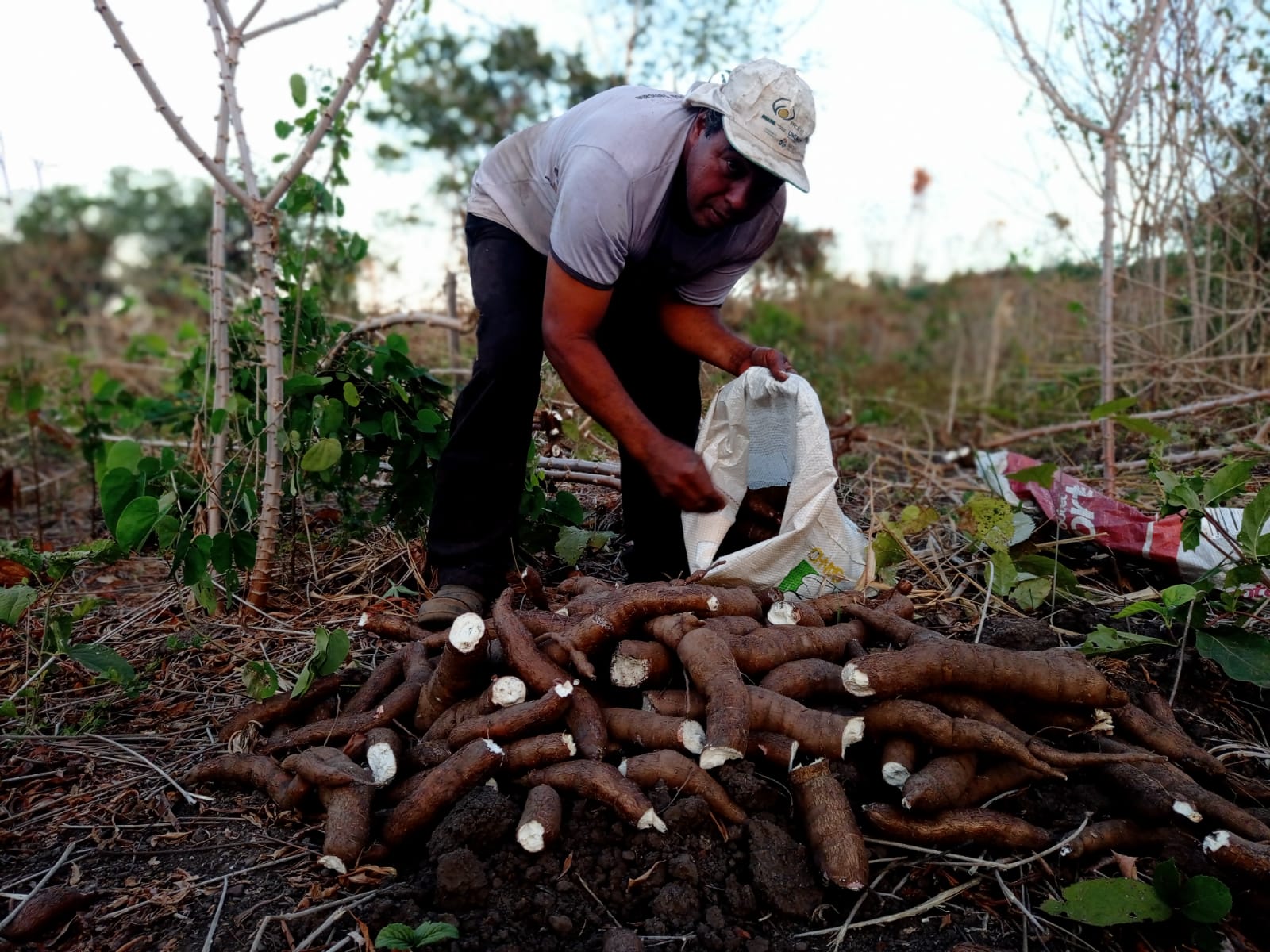 Colheita em assentamentos, organização e doação de cestas em Rondonópolis Foto: Itelvina Masioli /Greenpeace