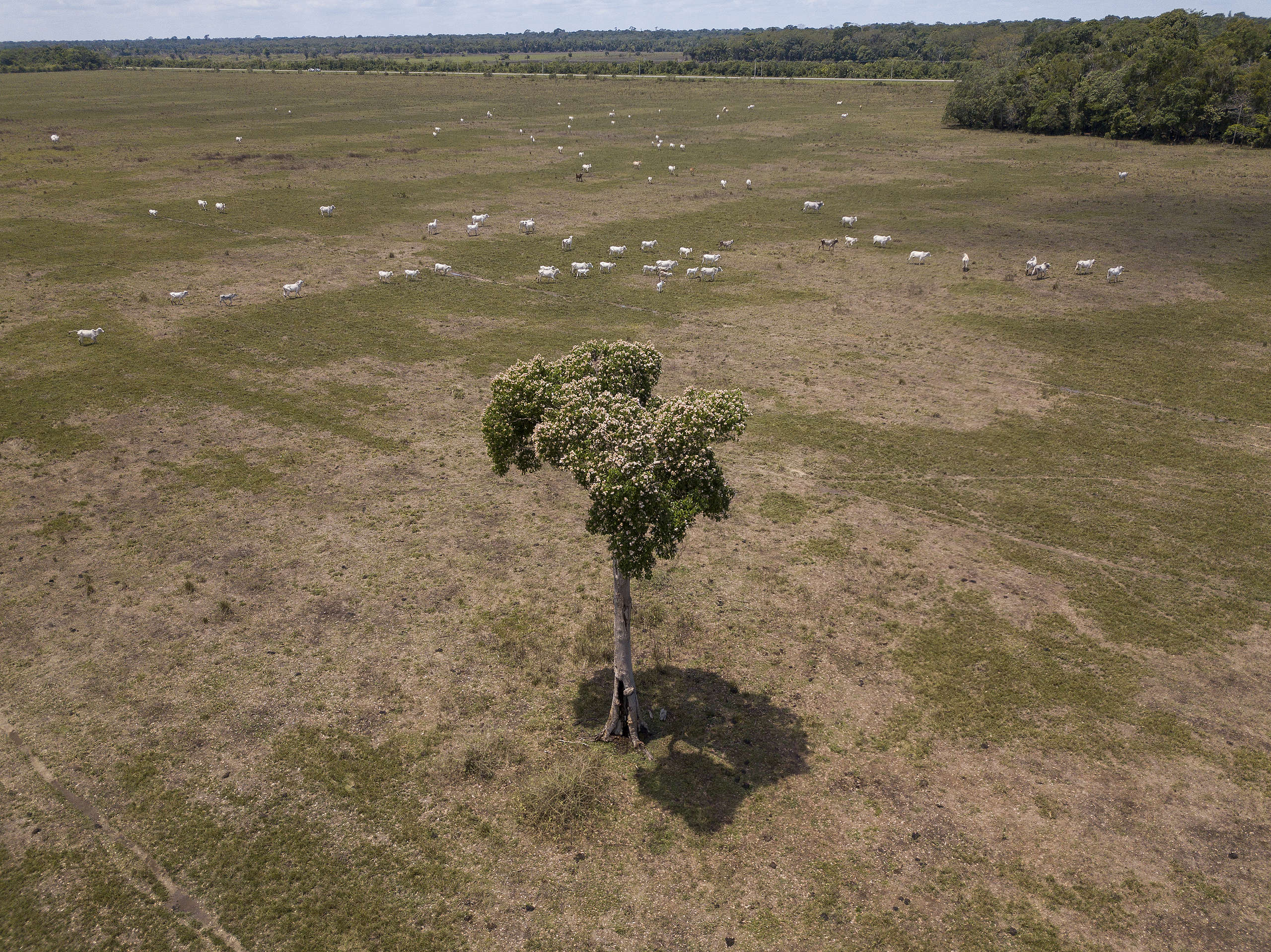Gado na Amazônia