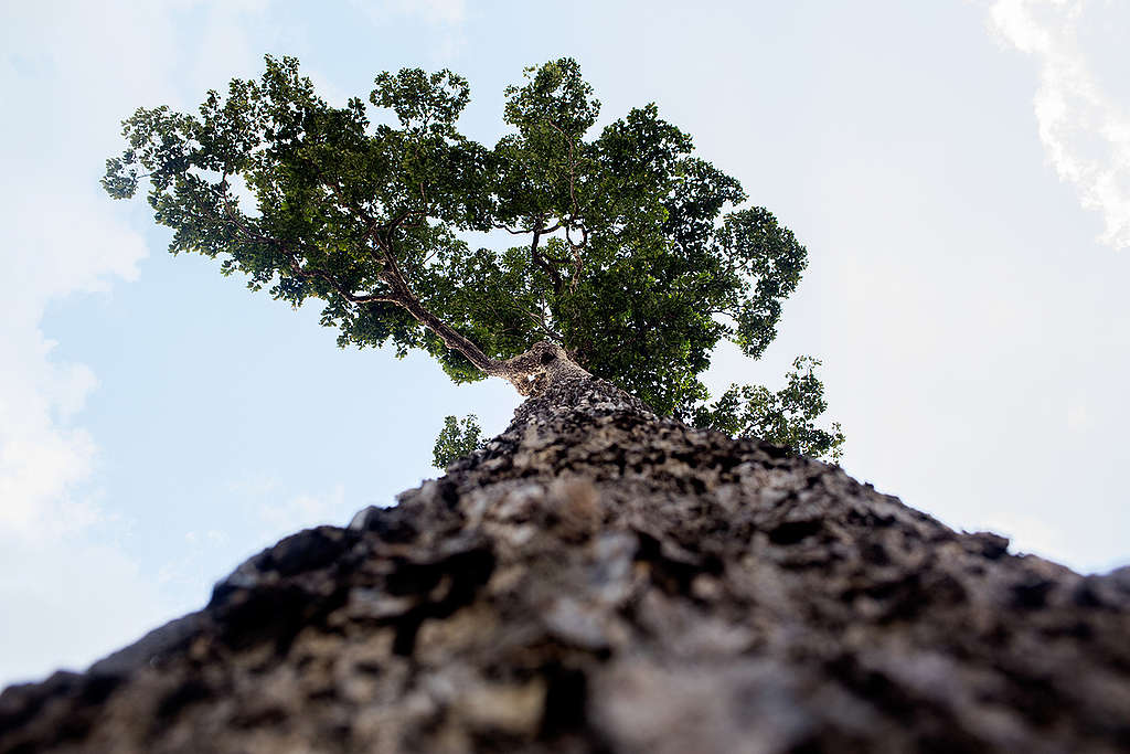 A castanheira, árvore que pode alcançar até 50 metros de altura, ainda é alvo de criminosos na Amazônia, apesar de seu corte ser proibido desde 1994. | Créditos: Marizilda Cruppe/Greenpeace