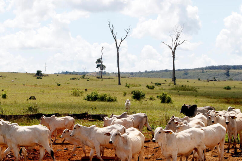 Bois em frente a uma área desmatada, com tocos de árvore sem vida, na Amazônia. 